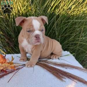 Mr. Agave, English Bulldog Puppy