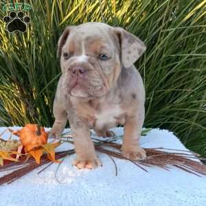Miss Honey, English Bulldog Puppy