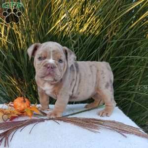 Miss Honey, English Bulldog Puppy