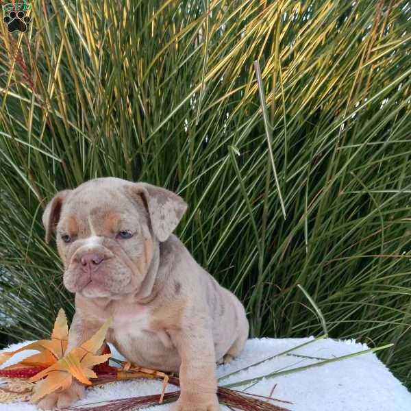Miss Honey, English Bulldog Puppy
