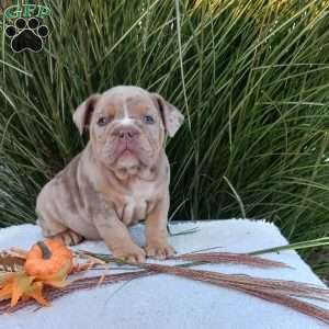 Miss Honey, English Bulldog Puppy