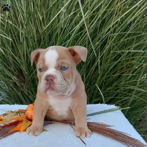 Mr. Agave, English Bulldog Puppy