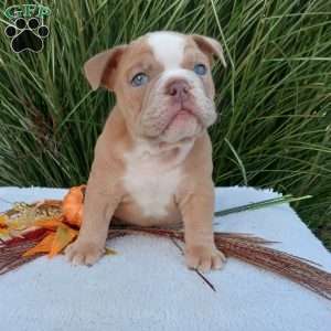 Mr. Agave, English Bulldog Puppy