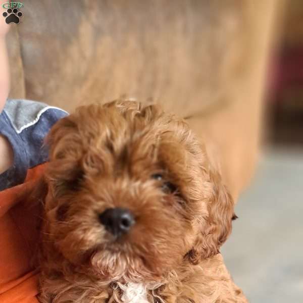 Lassie, Cavapoo Puppy