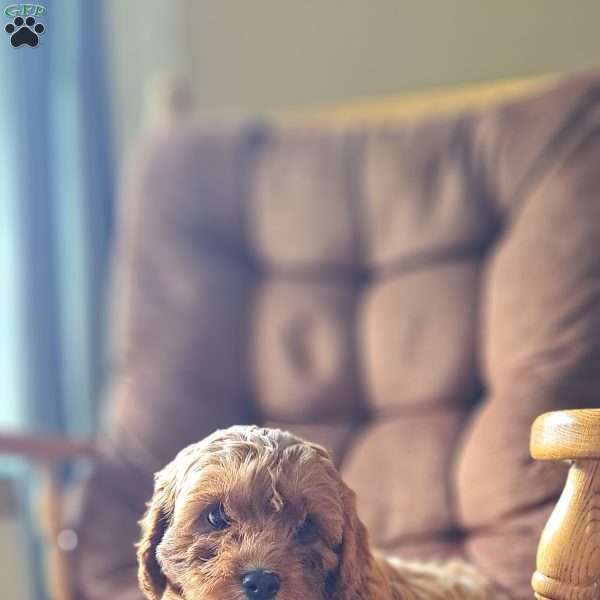 Starlight, Cavapoo Puppy