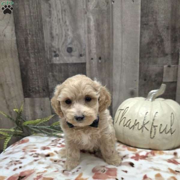 Max, Maltipoo Puppy