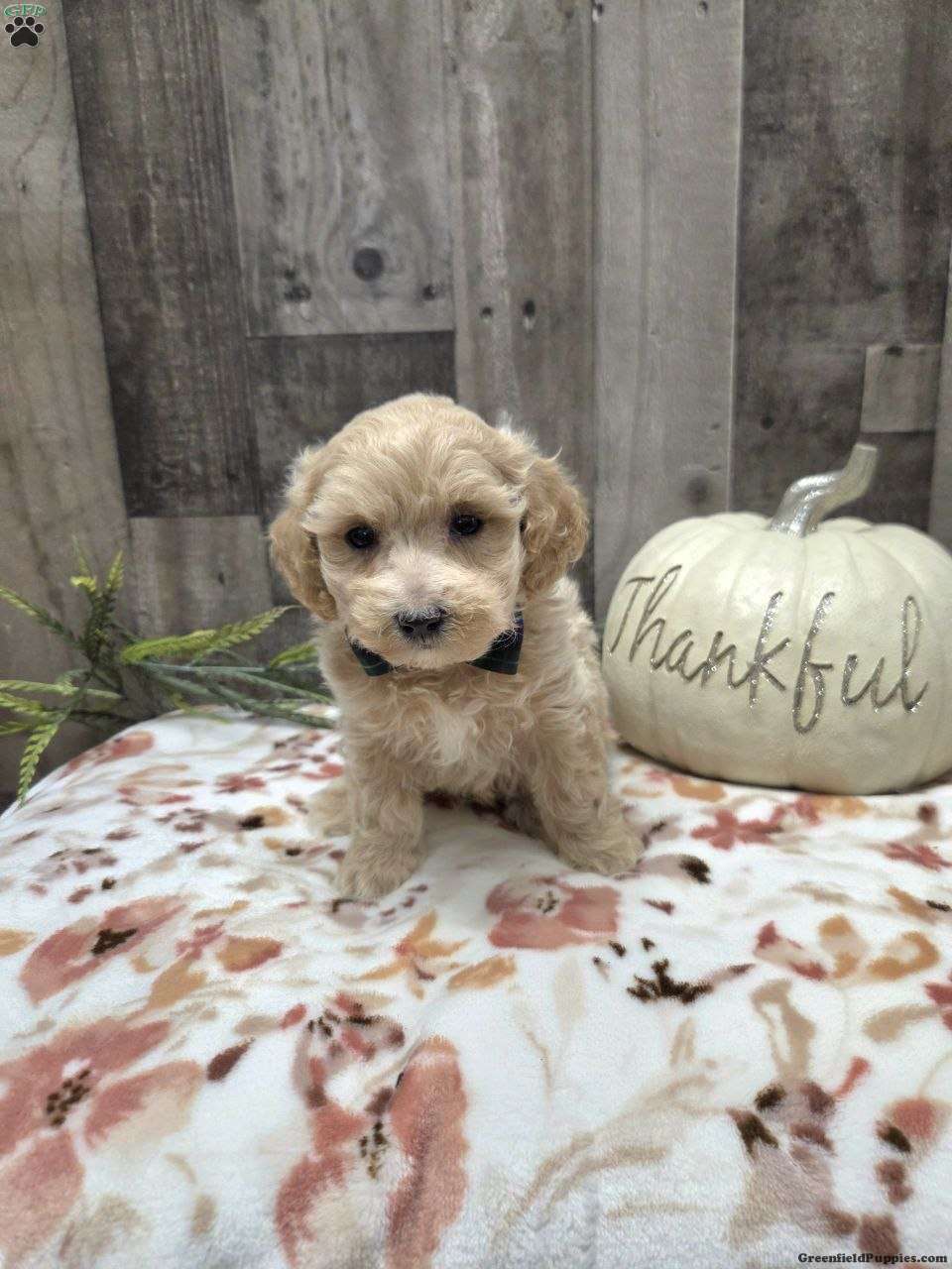 Max (Maltipoo, Male) in New Holland, PA