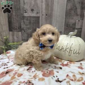 Milo, Maltipoo Puppy