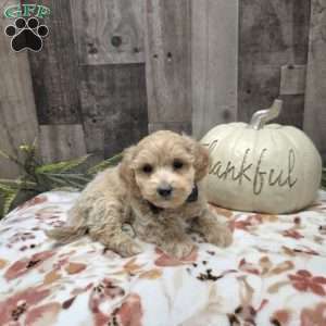 Max, Maltipoo Puppy