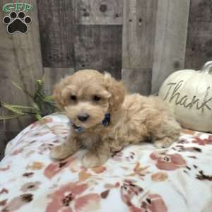 Milo, Maltipoo Puppy