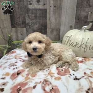 Max, Maltipoo Puppy