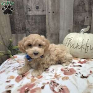 Milo, Maltipoo Puppy