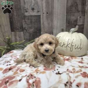 Max, Maltipoo Puppy