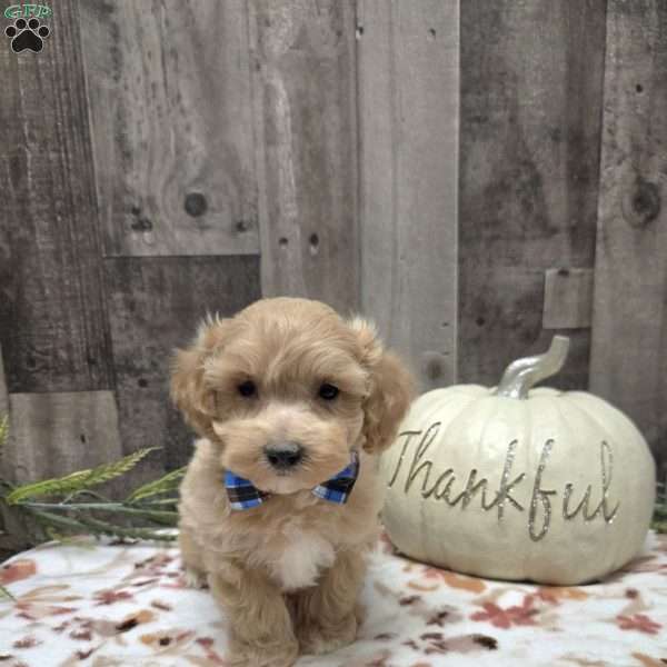 Milo, Maltipoo Puppy