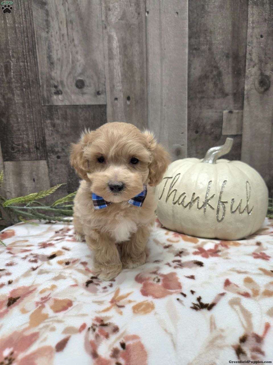 Milo (Maltipoo, Male) in New Holland, PA
