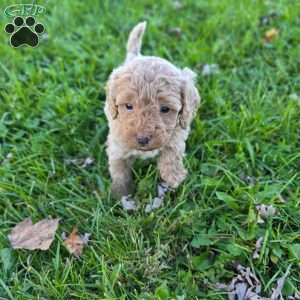 Selena, Mini Goldendoodle Puppy