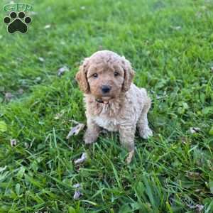 Sala, Mini Goldendoodle Puppy