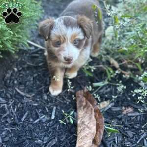Ally, Miniature Australian Shepherd Puppy