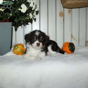 Marcie, Mini Aussiedoodle Puppy