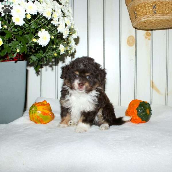 Maddie, Mini Aussiedoodle Puppy