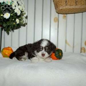 Macy, Mini Aussiedoodle Puppy