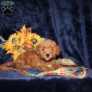 Cassie, Mini Goldendoodle Puppy