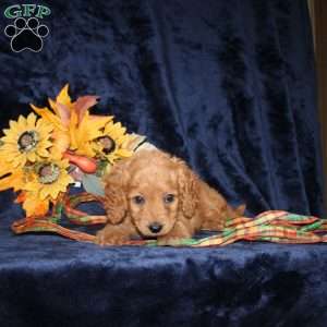 Caleb, Mini Goldendoodle Puppy