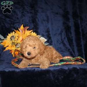 Calvin, Mini Goldendoodle Puppy