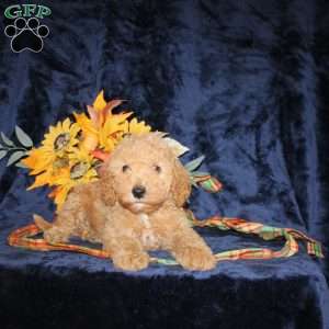 Chester, Mini Goldendoodle Puppy
