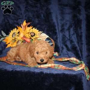 Christ, Mini Goldendoodle Puppy