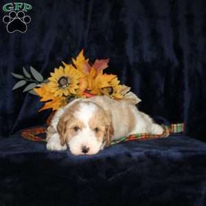 Levi, Mini Goldendoodle Puppy