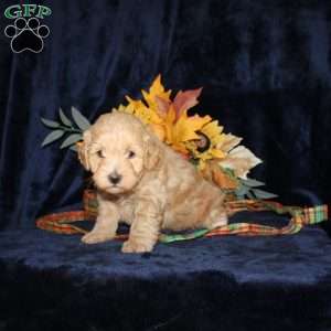 Len, Mini Goldendoodle Puppy