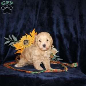 Lydia, Mini Goldendoodle Puppy