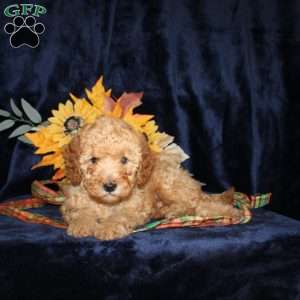 Dan, Mini Goldendoodle Puppy