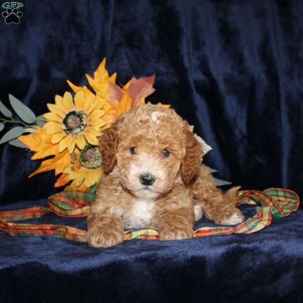 Darlene, Mini Goldendoodle Puppy