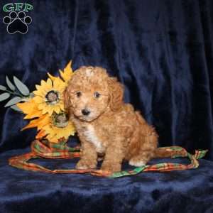David, Mini Goldendoodle Puppy