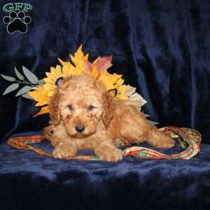 Debbie, Mini Goldendoodle Puppy