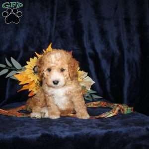 Dickie, Mini Goldendoodle Puppy