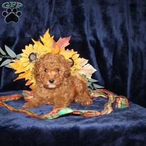 Dolly, Mini Goldendoodle Puppy
