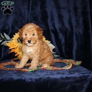 Donald, Mini Goldendoodle Puppy