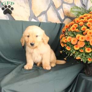 David, Golden Retriever Puppy