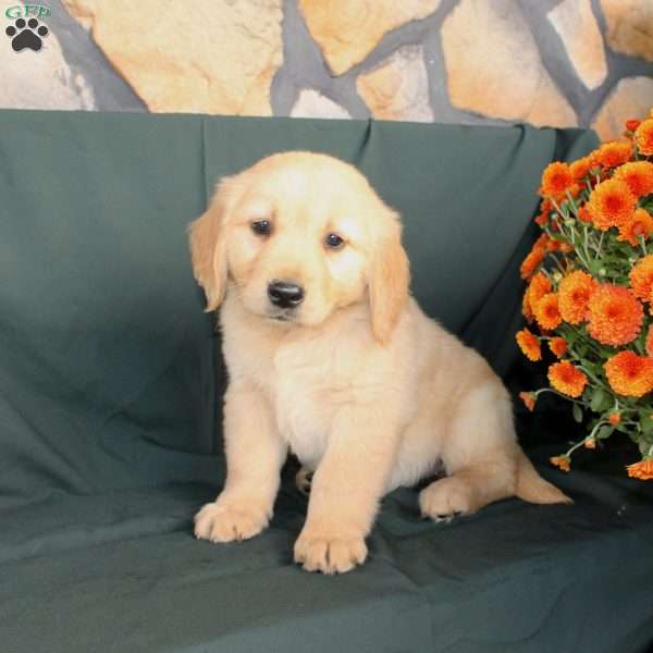 Dianna, Golden Retriever Puppy