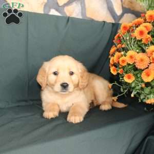 Donica, Golden Retriever Puppy