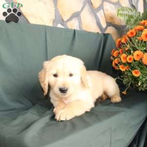 Dustin, Golden Retriever Puppy
