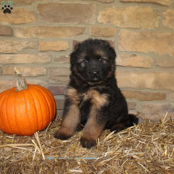 Pine, German Shepherd Puppy