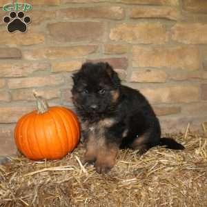 Willow, German Shepherd Puppy
