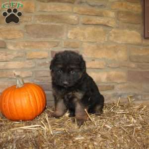 River, German Shepherd Puppy