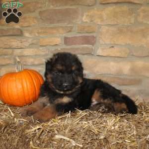 Forrest, German Shepherd Puppy