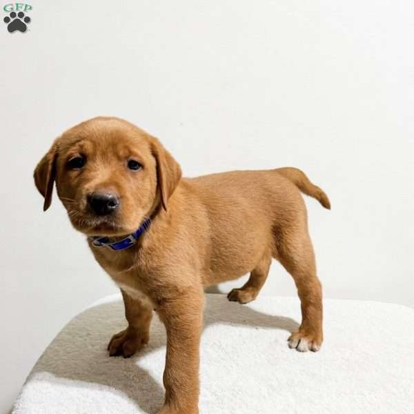 Riley, Fox Red Labrador Retriever Puppy