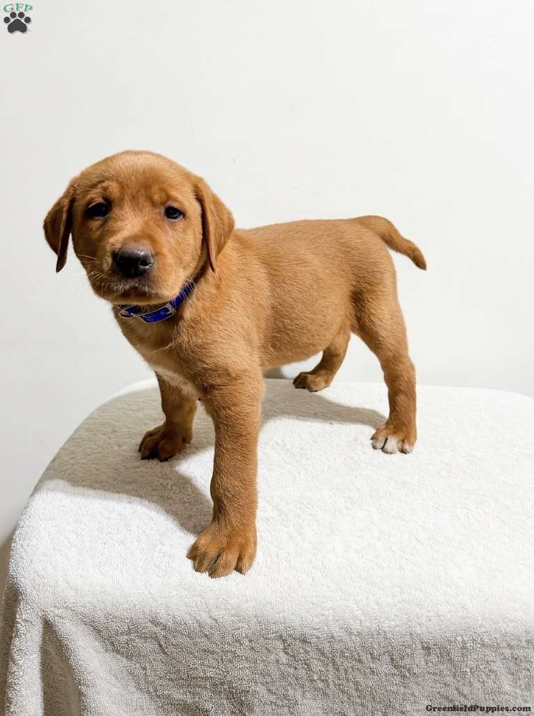 Riley (Labrador, Male) in New Holland, PA